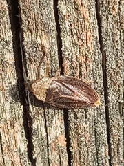Philaenus spumarius