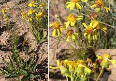 Senecio robertiifolius