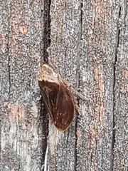 Philaenus spumarius