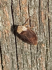 Philaenus spumarius