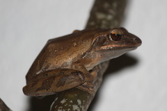 Polypedates leucomystax