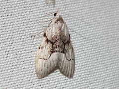 Nola delograpta