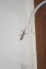 Hemidactylus frenatus