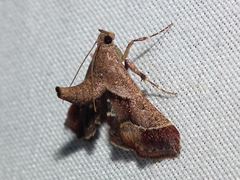 Persicoptera aglaopa