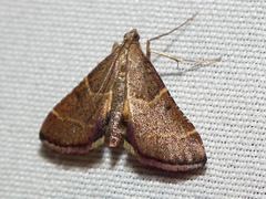 Persicoptera aglaopa