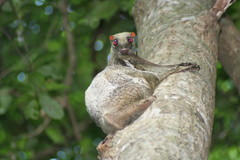 Sunda Flying Lemur photo 5