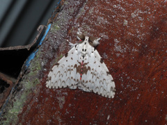 Lymantria brunneiplaga