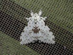 Lymantria brunneiplaga