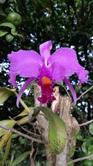 Cattleya trianae