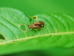 Galerucella grisescens