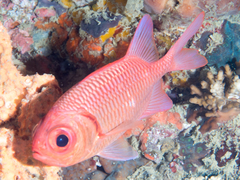 Blacktip Soldierfish photo 2