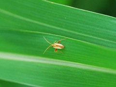 Stenotus rubrovittatus