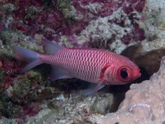 Blacktip Soldierfish photo 3