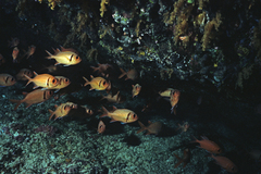 Blacktip Soldierfish photo 5