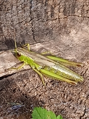 Pseudochorthippus parallelus