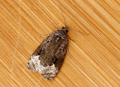 Apotomis capreana
