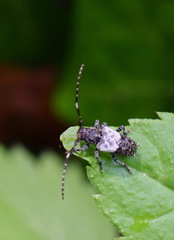 Pogonocherus hispidulus