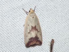 Ageletha elaeodes