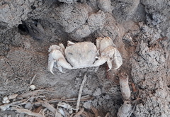 Parasesarma