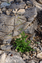 Silene burchellii schweinfurthii