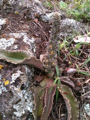 Thompsonella minutiflora