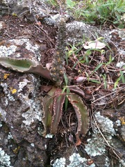 Thompsonella minutiflora