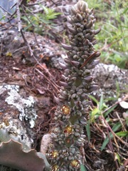 Thompsonella minutiflora