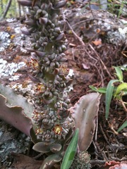 Thompsonella minutiflora