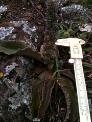 Thompsonella minutiflora