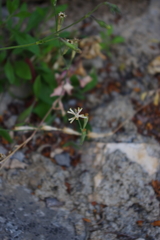 Silene burchellii schweinfurthii
