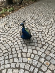 Pavo cristatus