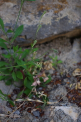 Silene burchellii schweinfurthii