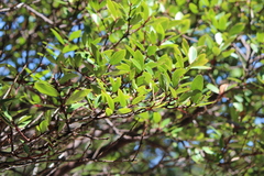 Vaccinium varingiifolium
