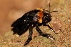 Xylocopa flavorufa