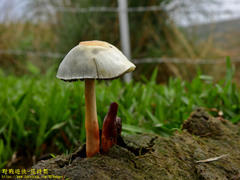 Protostropharia ovalispora