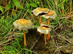 Protostropharia ovalispora