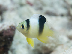 Two-Barred Puller photo 2