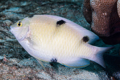 Two-Barred Puller photo 5