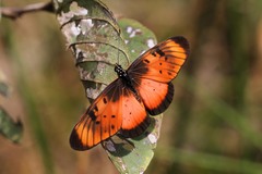 Acraea natalica