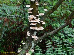 Lentinus squarrosulus