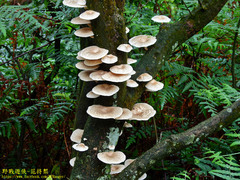 Lentinus squarrosulus