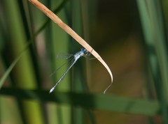 Lestes unguiculatus