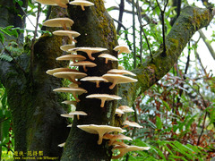 Lentinus squarrosulus