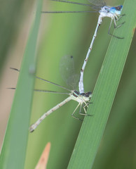 Lestes unguiculatus