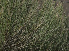 Baccharis spartioides