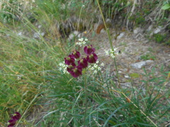 Laserpitium peucedanoides