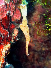 Ghost Pipefish photo 3