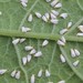 Silverleaf Whitefly - Photo (c) a-l-b-e-r-t-o-c-ha-v-e-z-, some rights reserved (CC BY-NC), uploaded by a-l-b-e-r-t-o-c-ha-v-e-z-