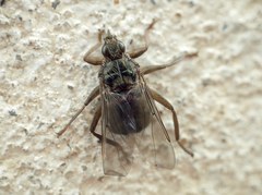 Pseudolynchia canariensis