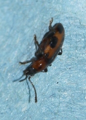 Ancylopus melanocephalus